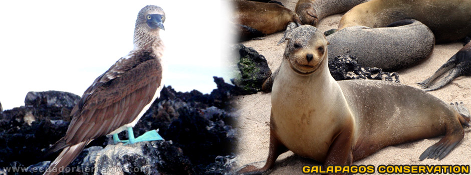 Galapagos Conservation Volunteer Projects