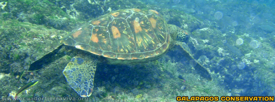 Galapagos Conservation Volunteer Projects