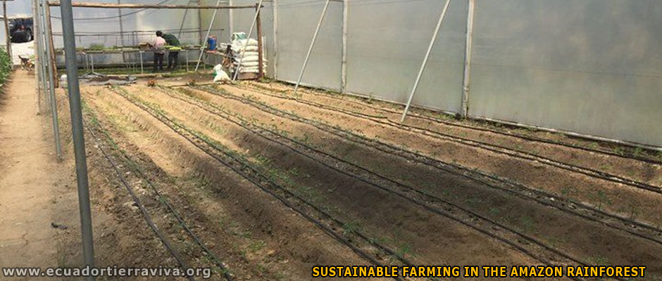 Organic Farm Amazon Jungle