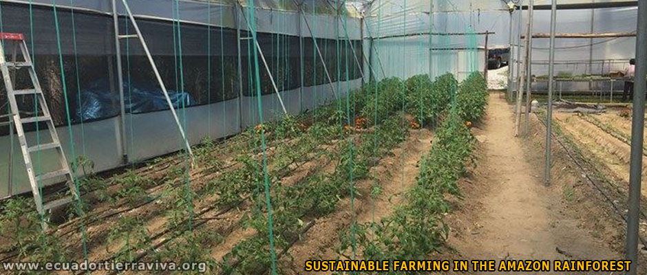 Organic Farm Amazon Jungle