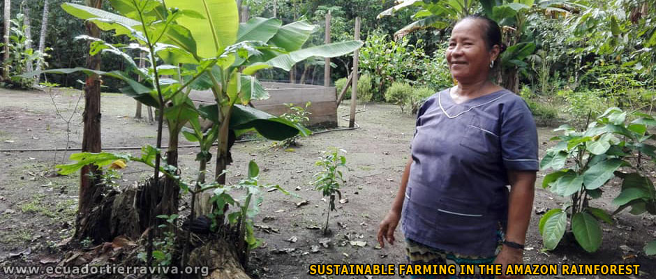 Organic Farm Amazon Jungle