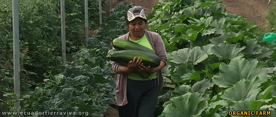 Volunteer Projects Ecuador