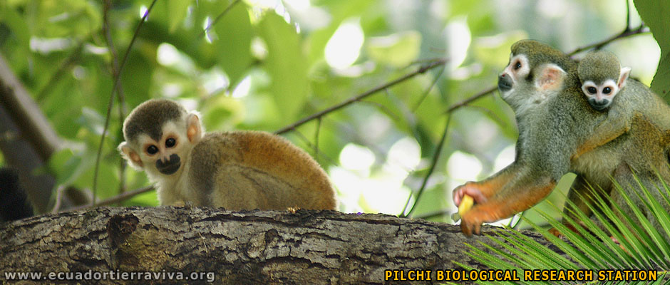 The Pilchi community. Primary forest Conservation Volunteer Projects