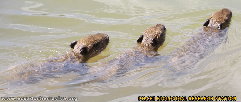 The Pilchi community. Primary forest Conservation Volunteer Projects