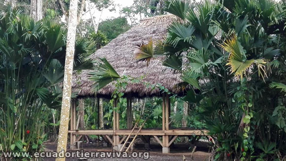 The Pilchi community. Primary forest