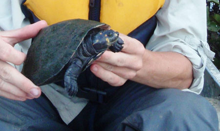 Yellow Spotted Turtle Repopulation Project Volunteer Work in Ecuador