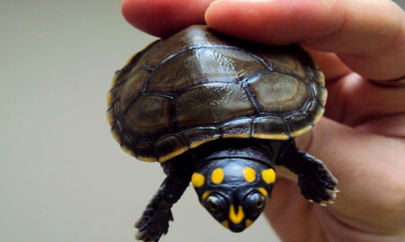 Yellow Spotted Turtle Repopulation Project Volunteer Work in Ecuador