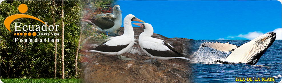 Volunteeer Work in Ecuador, Ecuador Tierra Viva Foundation
